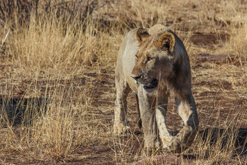 young lion walking