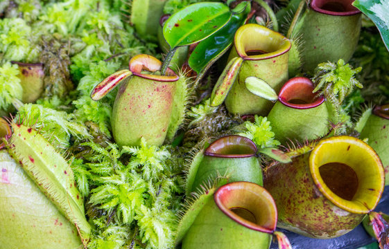 Nepenthes, tropical pitcher plants or Monkey Cups Plant species (Vantrata),it traping insect for food.