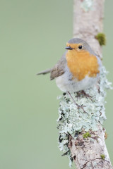Robin