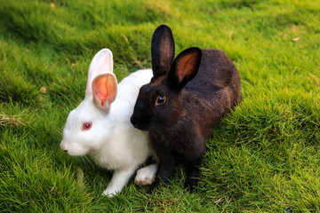 white and black rabbits on the grass. closeup