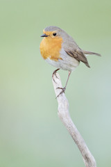 Robin