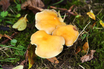 Giftiges Pilzgeflecht 