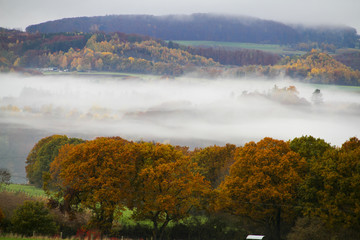 Bäume in der Natur mit Nebel