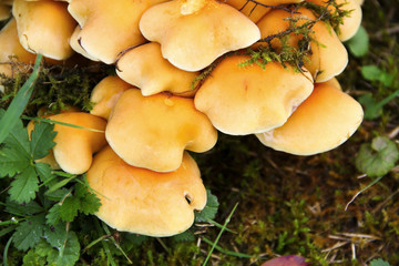 Giftiges Pilzgeflecht 