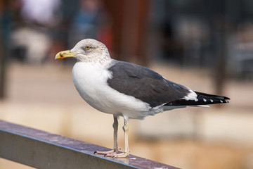 Gaivota