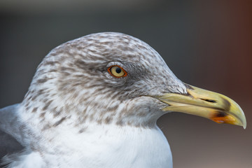 Gaivota