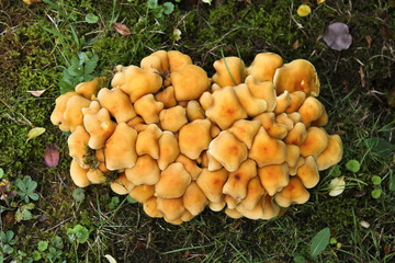 Giftiges Pilzgeflecht 