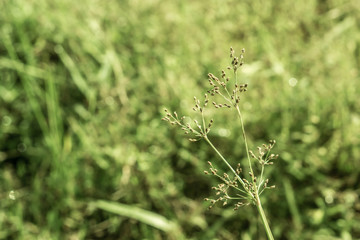 vintage grass flower  with green light bokeh, nature background