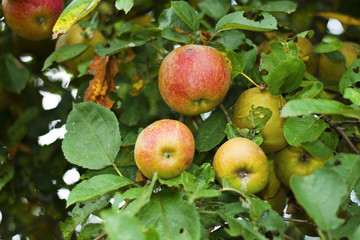 Frische Äpfel am Apfelbaum