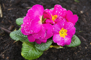 Lila Primel in der Natur 