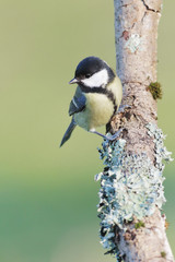 Great Tit