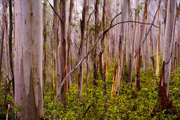 Wild eucalyptus forest in Australian bush © jaaske