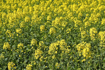 Blühender Raps in der Natur