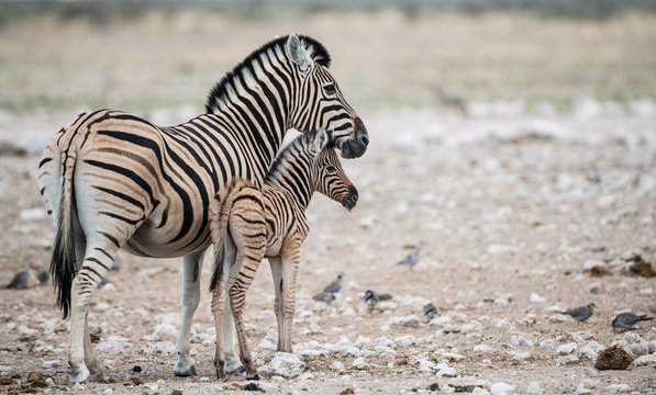 Zebra and foal standing  on landscape