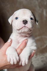 small American Bulldog puppy on hands on light background