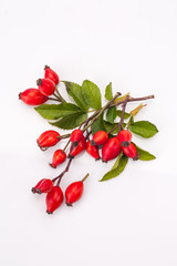 rose hip isolated © Igor Syrbu