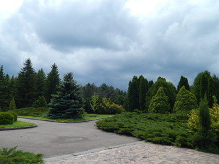 Fototapeta na wymiar green trees and spruce in the park landscape during the day