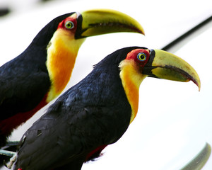 Ramphastos dicolorus