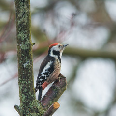 Wildlife photo - middle spotted woodpecker on old wood in winter, Slovakia forest, Europe