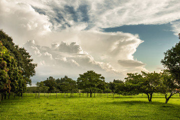 árvores no campo