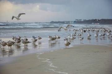HURRICANE - Gulls on a sea beach during a storm
