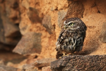 Athene noctua. The wild nature of the Czech Republic. Free nature. From Owl's Life. Owl on the stone. Beautiful picture. Little owl.