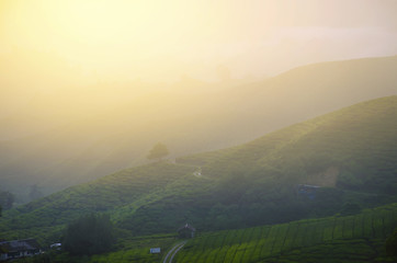 The tea plantations background , Tea plantations in morning light.