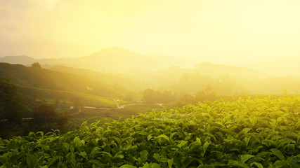 The tea plantations background , Tea plantations in morning light.