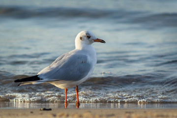 Seagull in the sea