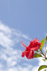 ハイビスカスと青空
