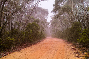 Foggy dirt road in eucalyptus forest in Australia