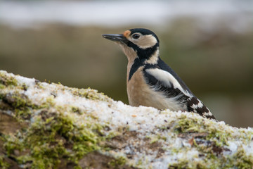 Wildlife photo - great spotted woodpecker standing on old wood with snow in deep forest, Slovakia floodplains, Europe