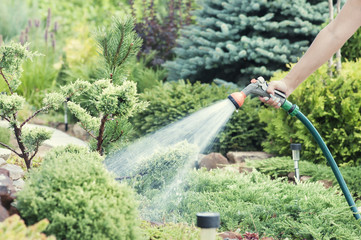 Hand garden hose with water spray, watering flowers, close-up, water splashes, landscape design,...