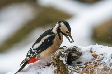 Obraz na płótnie Canvas Wildlife photo - great spotted woodpecker standing on old wood with snow in deep forest, Slovakia floodplains, Europe