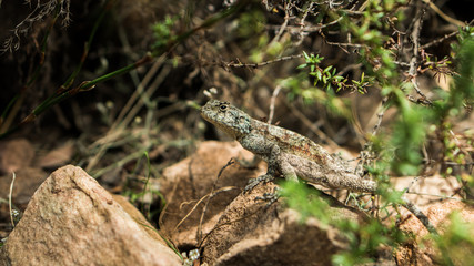 A lizard in its natural habitat