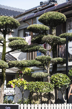 Bonsaibäume vor einem Haus in Kagoshima in Japan.