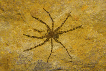 Huntsman spider, Heteropoda sp. Sanjay Gandhi national park, Mumbai