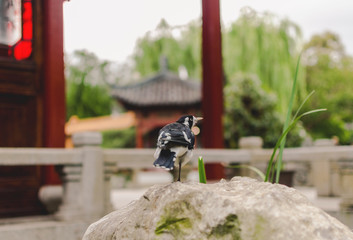 Bird in Garden