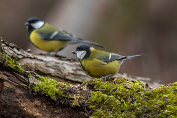 Wildlife photo - great tit standing on old wood in deep forest, Slovakia, Europe