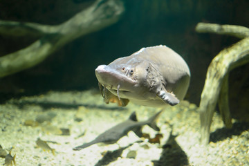 Tropical fish with corals and algae in blue water. Beautiful background of the underwater world.	