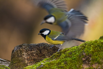 Wildlife photo - great tit standing on old wood in deep forest, Slovakia, Europe