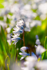 Puschkinia scilloides or striped squill in the home garden.