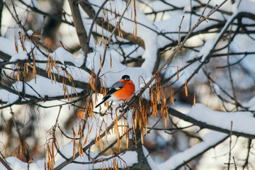 bullfinch