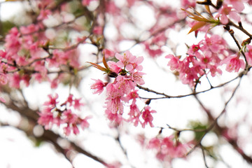 Fototapeta na wymiar Close up of beautiful pink cherry blossom in winter ,Thai sakura at Chaing Mai