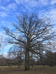 Fototapeta premium Eiche auf Viehweide bei Waldenburg