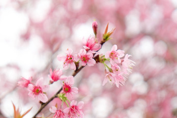 Fototapeta na wymiar Close up of beautiful pink cherry blossom in winter ,Thai sakura at Chaing Mai