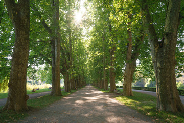 Allee