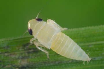 Larva, nymph of Elymana leafhopper from the family Cicadellidae on a leaf of grass.