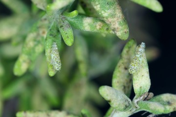 The Ligurian leafhopper Eupteryx decemnotata from the family Cicadellidae on damaged leafs of thyme.
