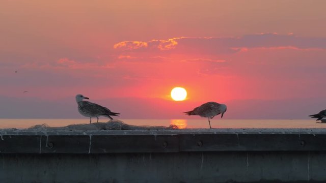 Slow motion shot of two seagulls on the pier. Birds cleaning their feathers, view against the sunset over the sea